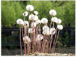 پای کره اسبی